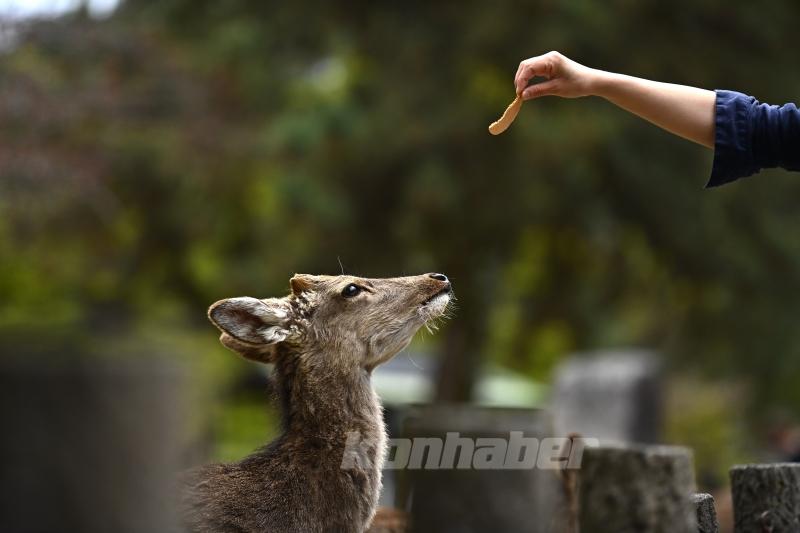 Japon kültürünün beşiği: Nara