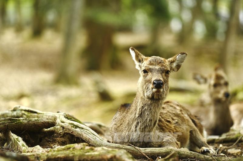 Japon kültürünün beşiği: Nara