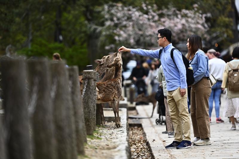 Japon kültürünün beşiği: Nara