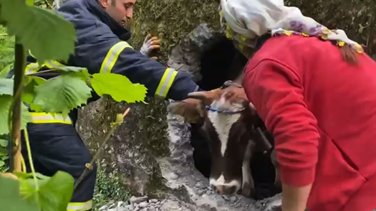 Boş su deposuna düşen ineğin kurtarılma anları kameralara yansıdı