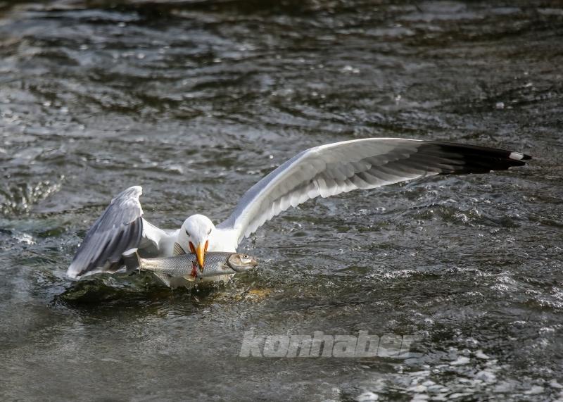 Martıların balık avı
