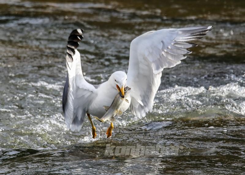 Martıların balık avı