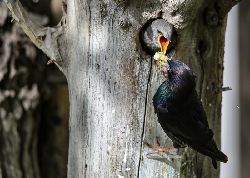 Sığırcık kuşunun yavrularını besleme anı görüntülendi