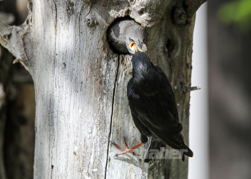 Sığırcık kuşunun yavrularını besleme anı görüntülendi