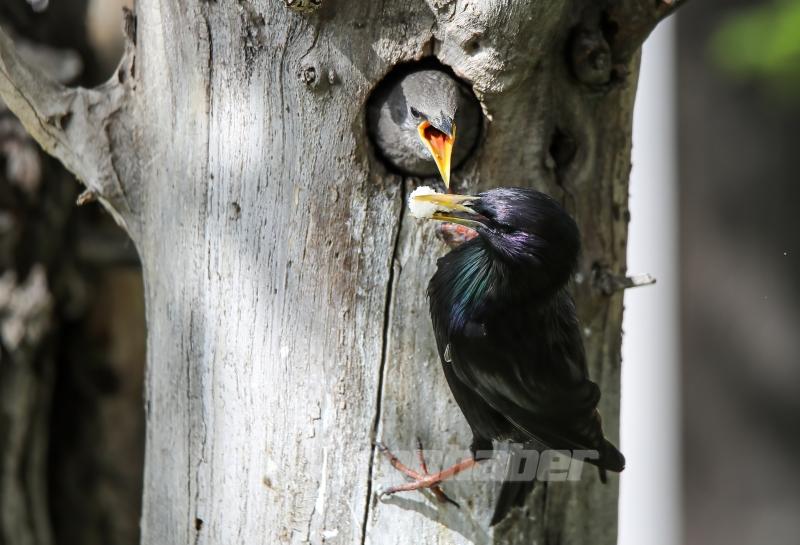 Sığırcık kuşunun yavrularını besleme anı görüntülendi