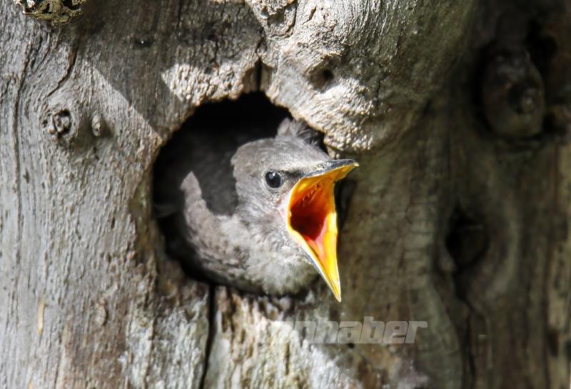 Sığırcık kuşunun yavrularını besleme anı görüntülendi