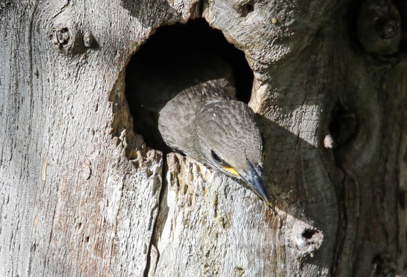 Sığırcık kuşunun yavrularını besleme anı görüntülendi