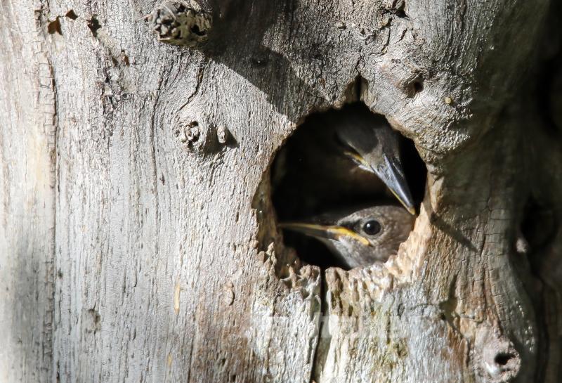 Sığırcık kuşunun yavrularını besleme anı görüntülendi