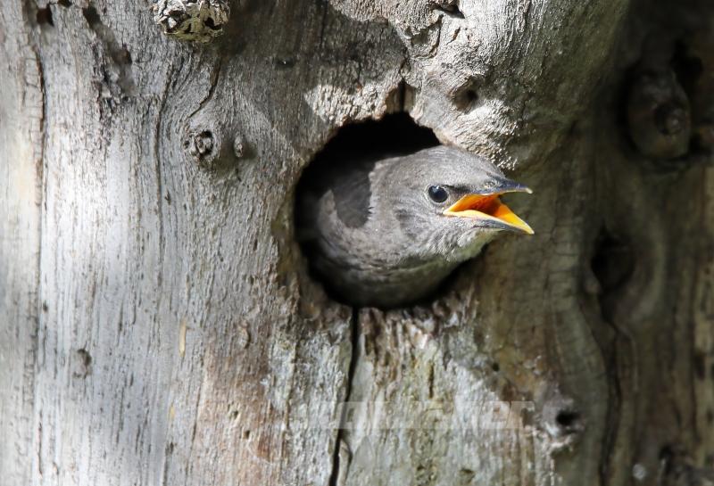 Sığırcık kuşunun yavrularını besleme anı görüntülendi