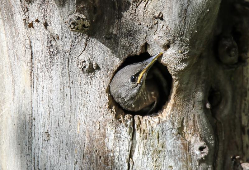 Sığırcık kuşunun yavrularını besleme anı görüntülendi