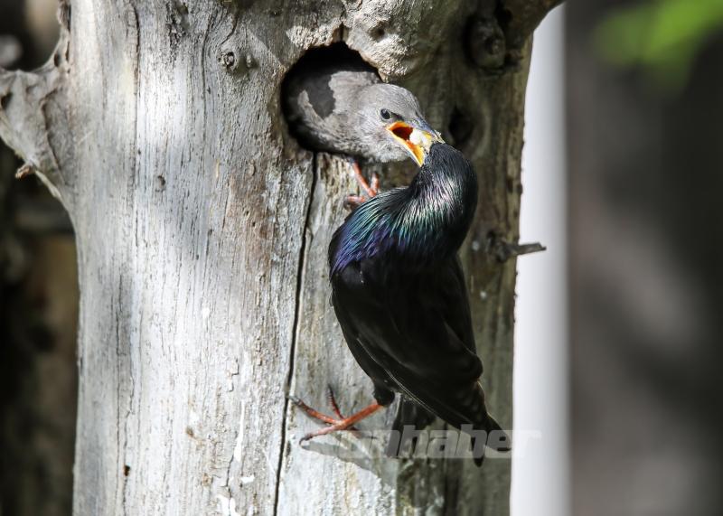 Sığırcık kuşunun yavrularını besleme anı görüntülendi