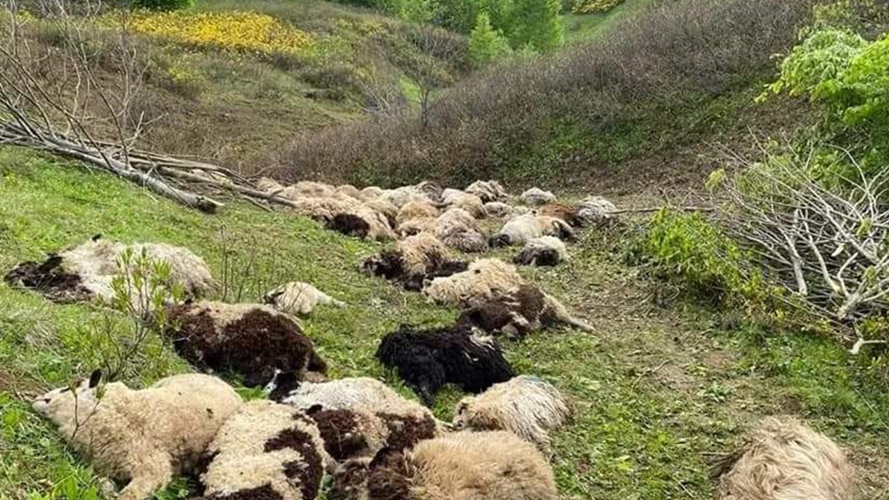 Ayılar sürüye saldırdı, 76 koyun telef oldu