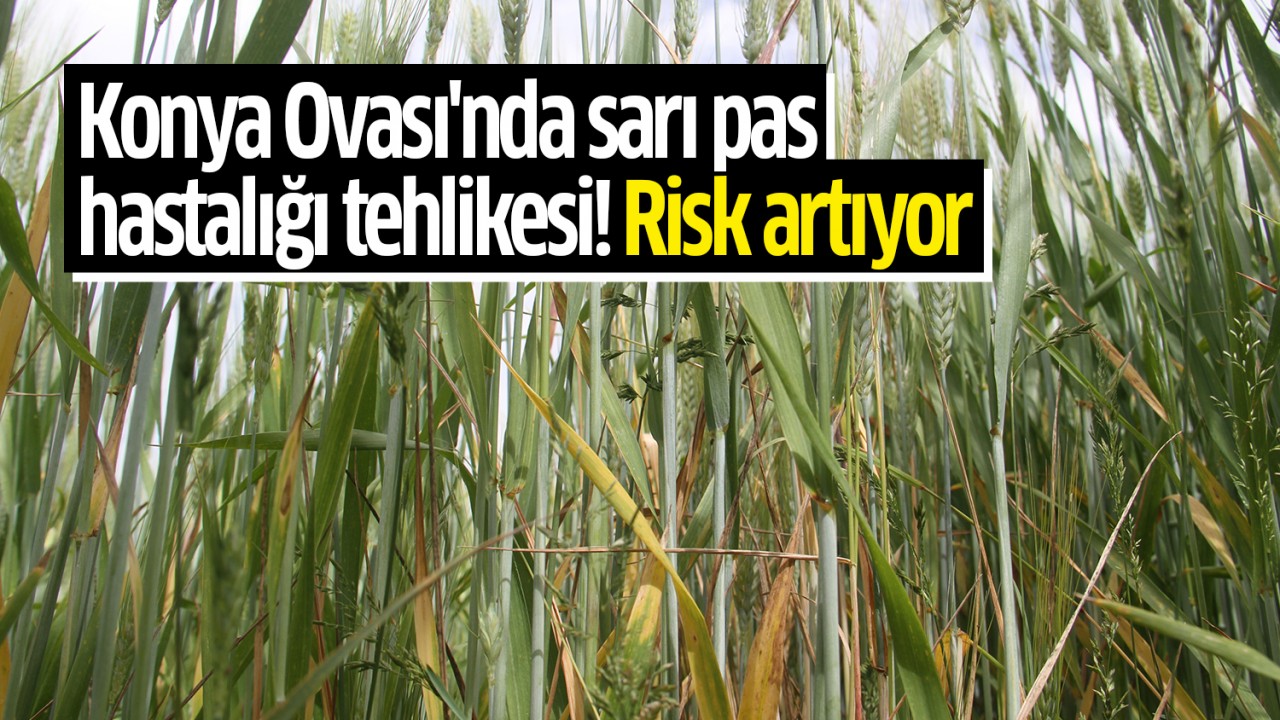 Konya Ovası'nda sarı pas hastalığı tehlikesi! Risk artıyor