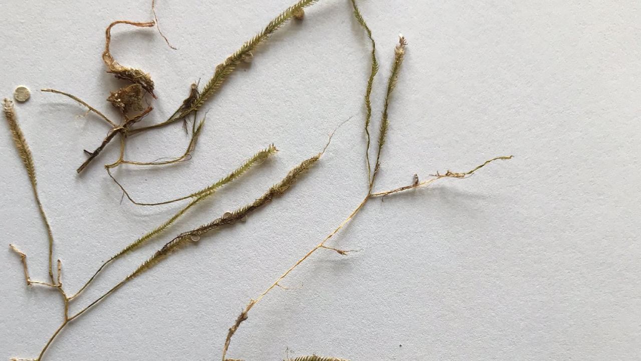 'Katil yosun'un yeni rotası Karadeniz olabilir