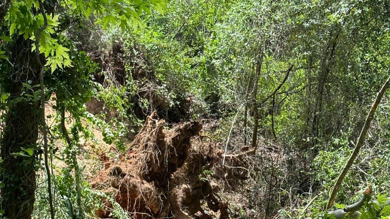 Turistlerin üzerine ağaç devrildi: 1 ölü, 2 yaralı