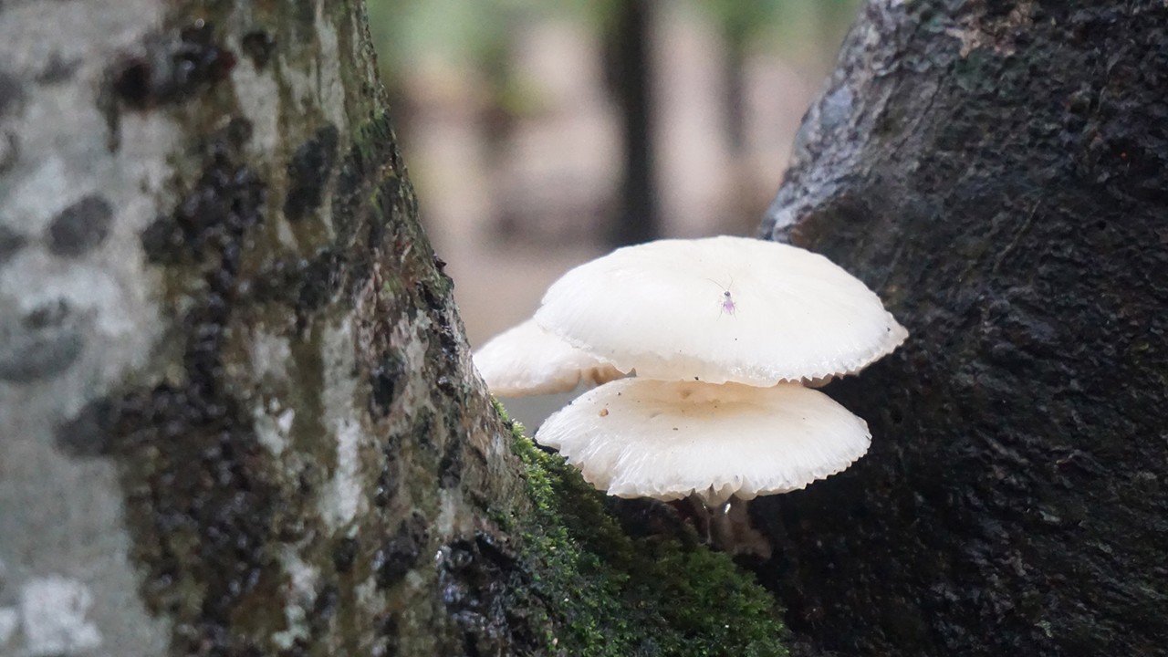 Gümüş kaşıkla ezmek, mantar zehrini öldürür mü? İşte cevabı