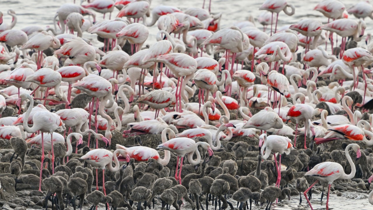 Binlerce flamingo yumurtadan çıktı