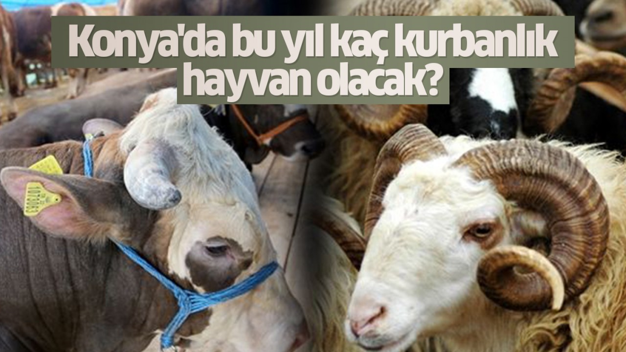 Konya'da bu yıl kaç kurbanlık hayvan olacak?