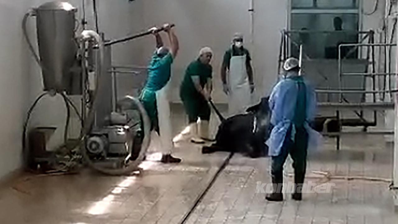 Kombinada hayvana eziyet eden 2 personele 15 gün hayvan dışkısı temizleme cezası