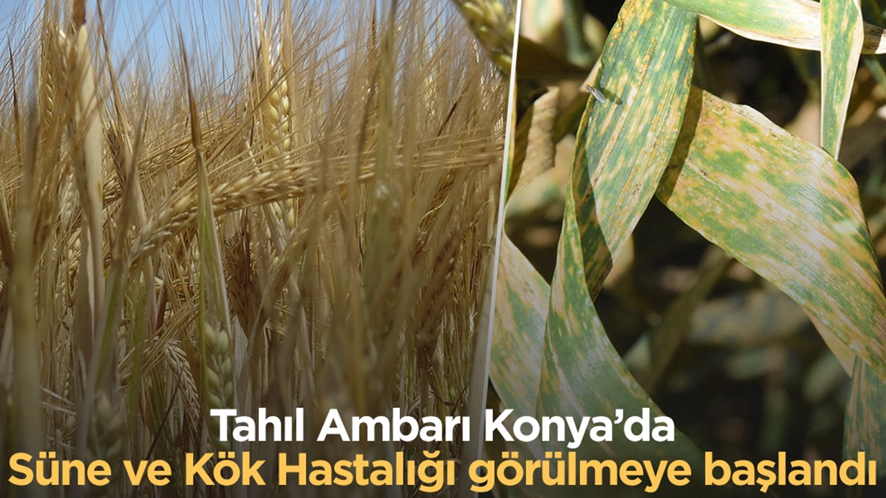 Tahıl Ambarı Konya'da  Süne ve Kök Hastalığı görülmeye başlandı