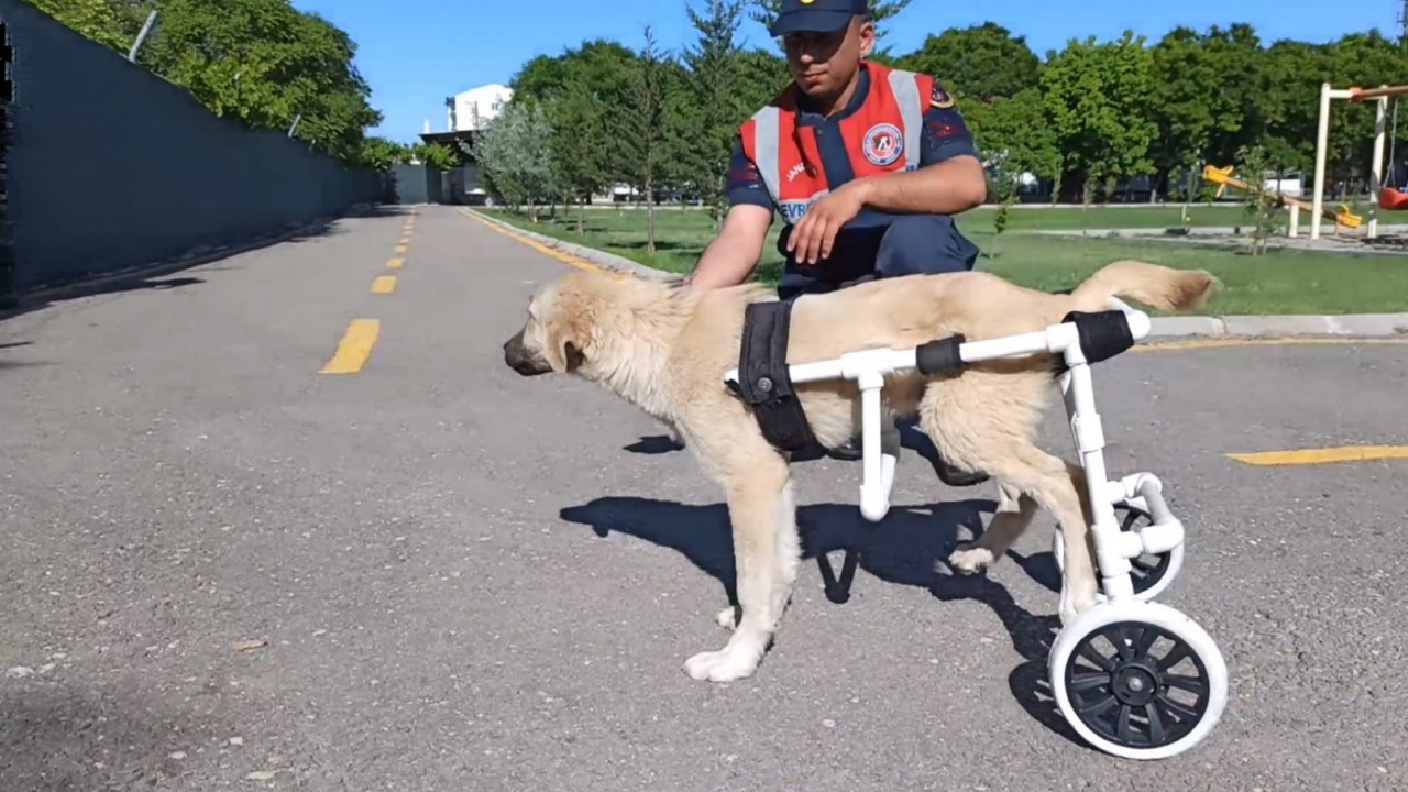 Jandarma personeli felçli köpek için yürüteç yaptı