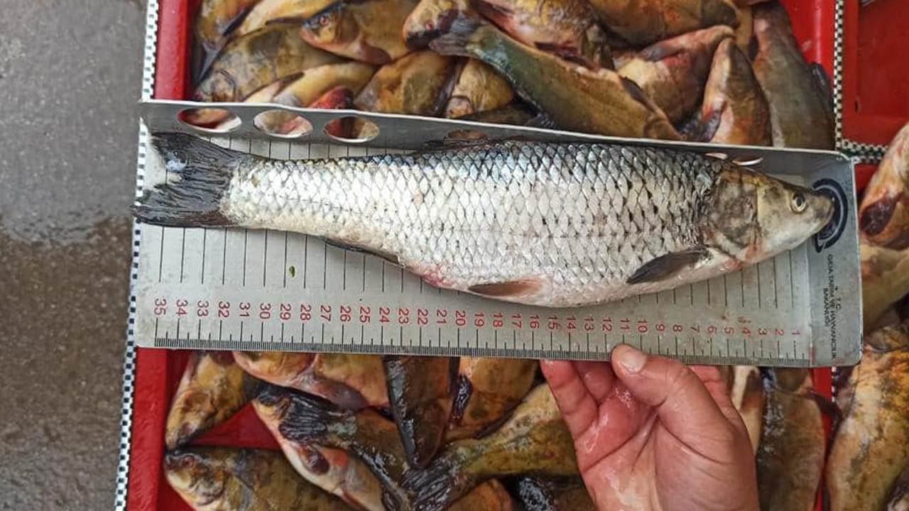 Beyşehir ilçesinde balık boy denetimleri 