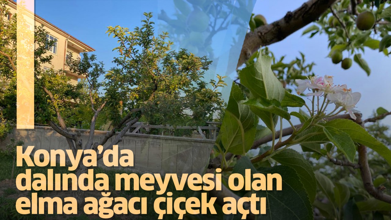 Konya'da dalında meyvesi olan elma ağacı çiçek açtı