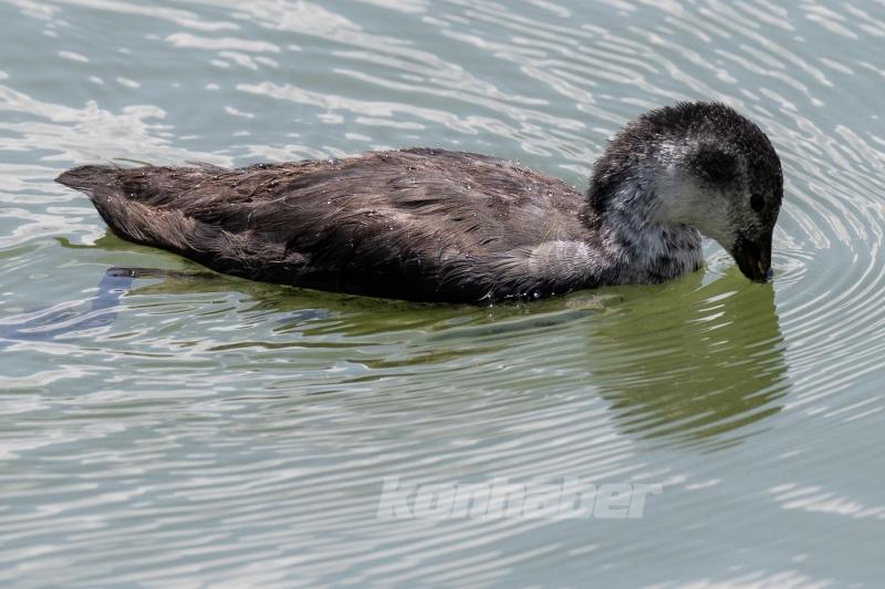 Mogan Gölü’nde Yaban Hayatı