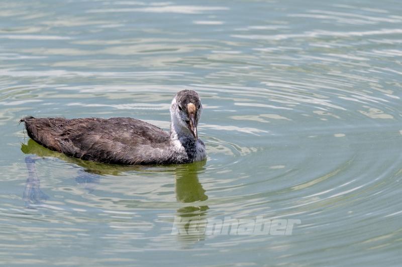 Mogan Gölü’nde Yaban Hayatı