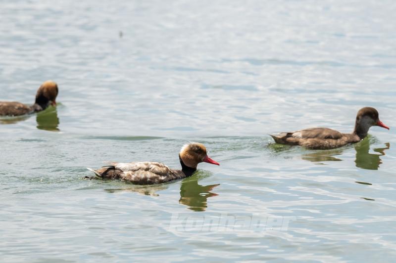 Mogan Gölü’nde Yaban Hayatı
