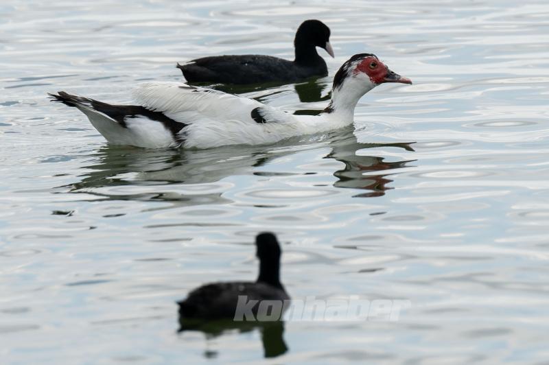 Mogan Gölü’nde Yaban Hayatı