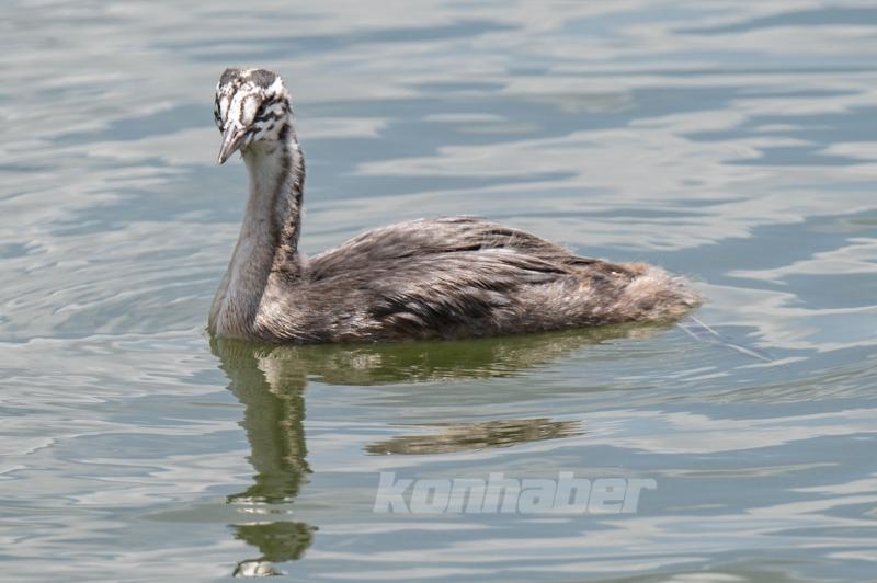 Mogan Gölü’nde Yaban Hayatı