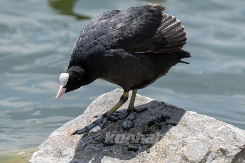 Mogan Gölü’nde Yaban Hayatı