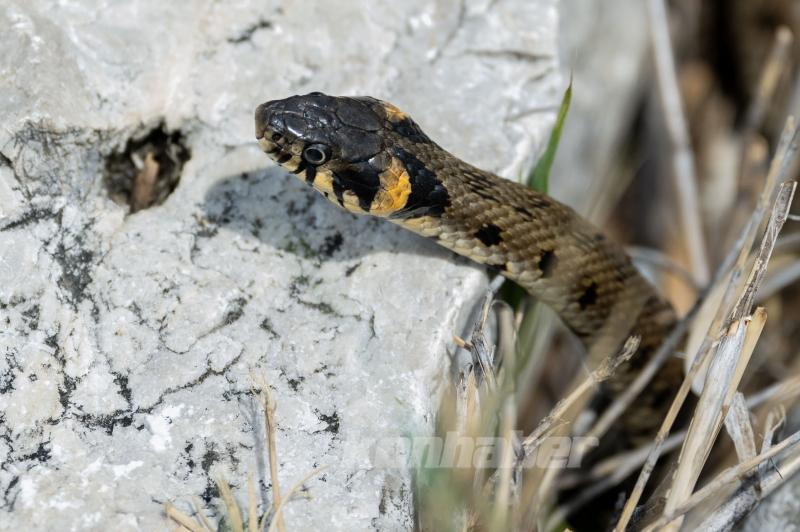 Mogan Gölü’nde Yaban Hayatı