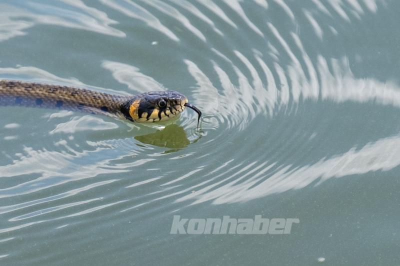 Mogan Gölü’nde Yaban Hayatı