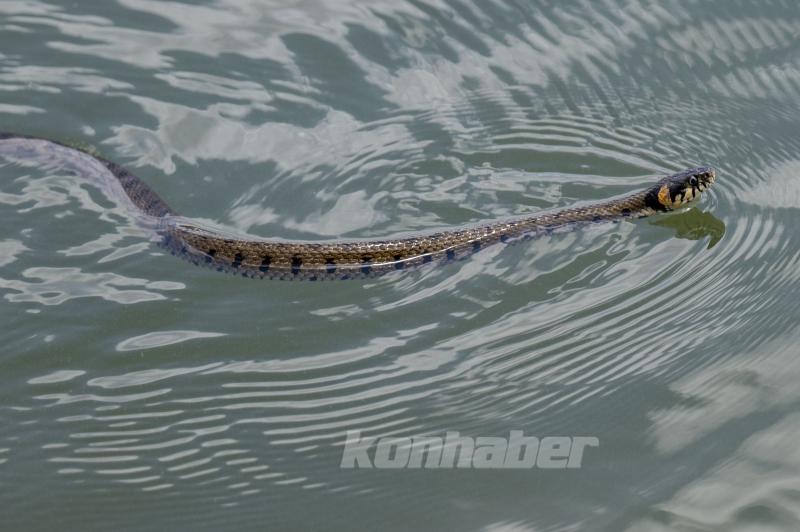 Mogan Gölü’nde Yaban Hayatı