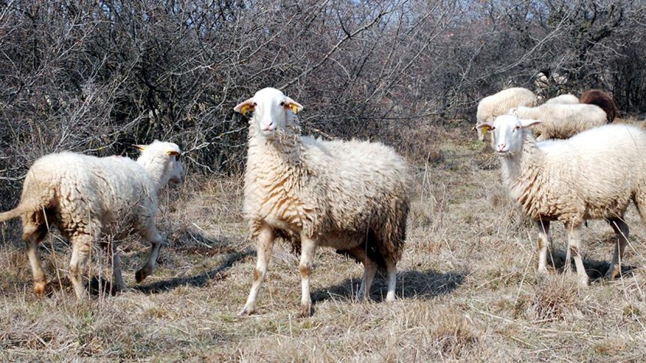 Kaçak 2 koyun 18 kilometre uzakta bulundu