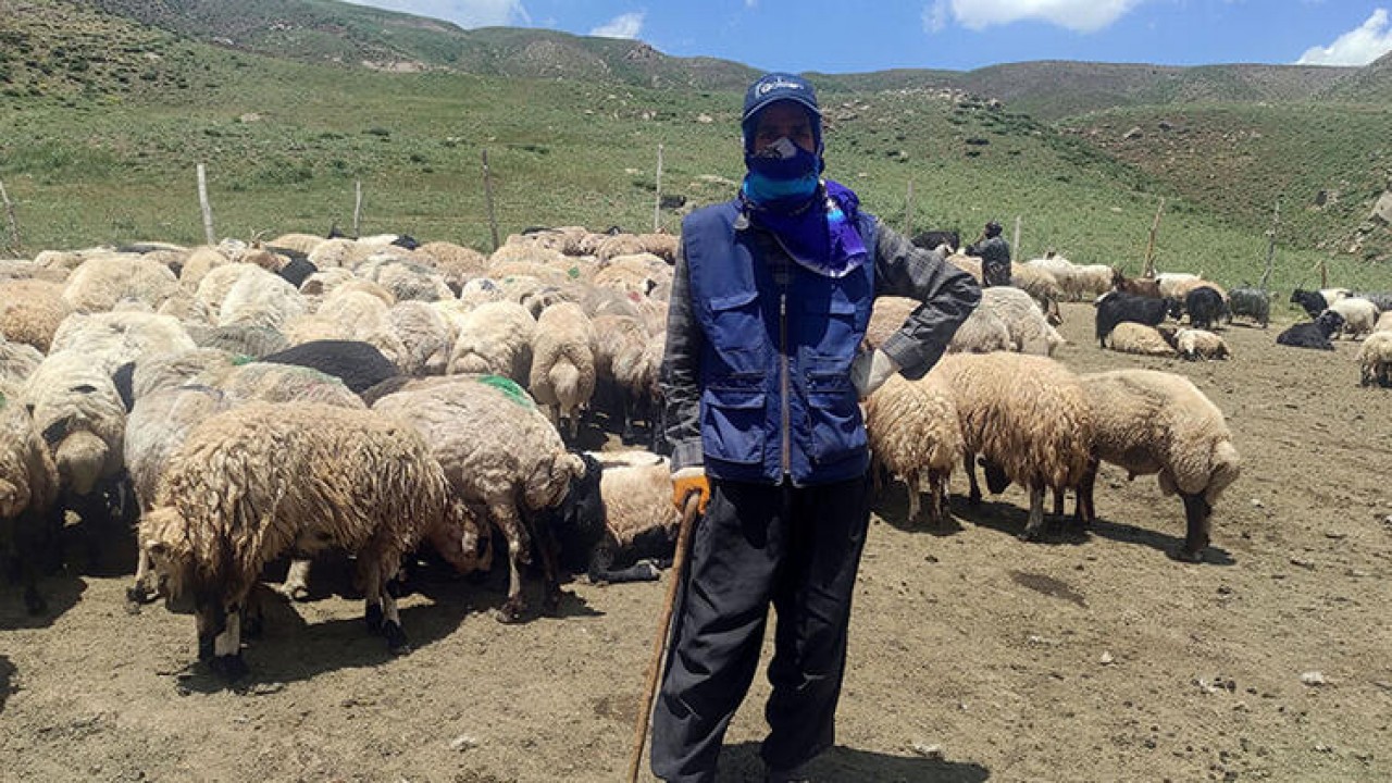 Yerli bulamayınca 20 bin TL’ye İran’dan çoban getirdiler