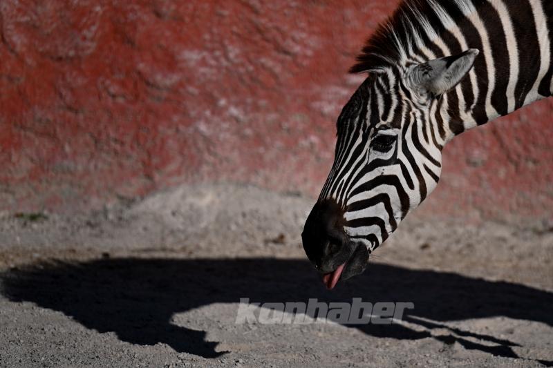 Konya’da güneşli hava