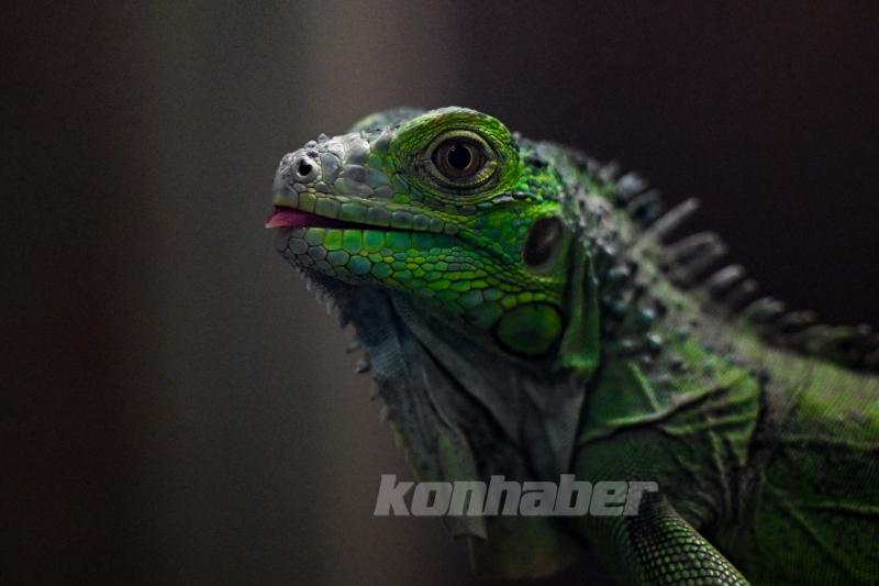 Konya’da güneşli hava