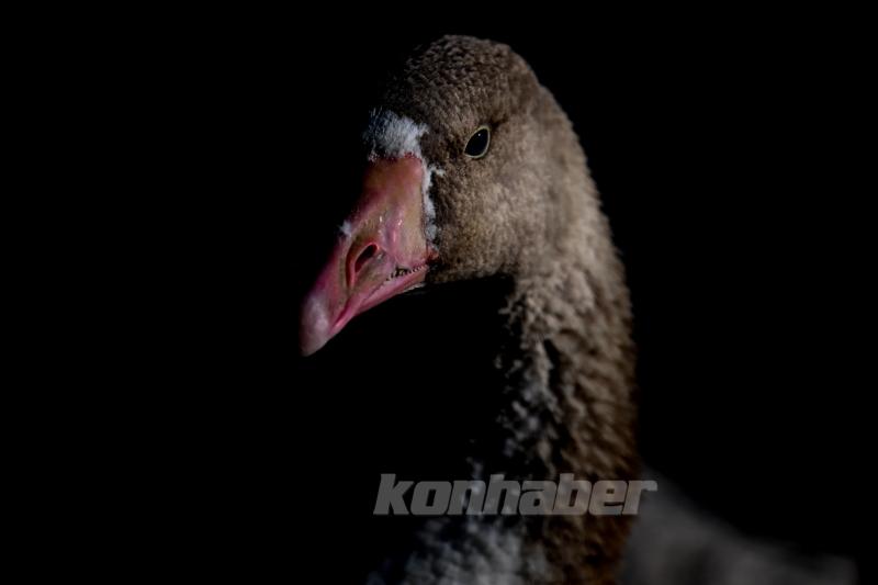 Konya’da güneşli hava