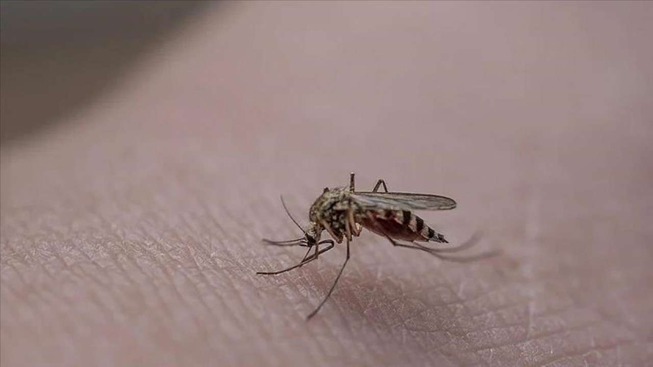 Sivrisinek yaraları nedeniyle hastanelere başvurular artıyor