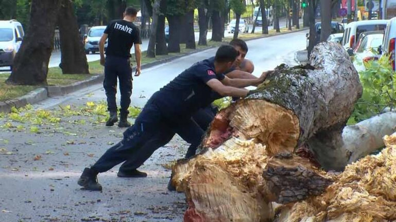  200 yıllık çınar ağacı yola devrildi