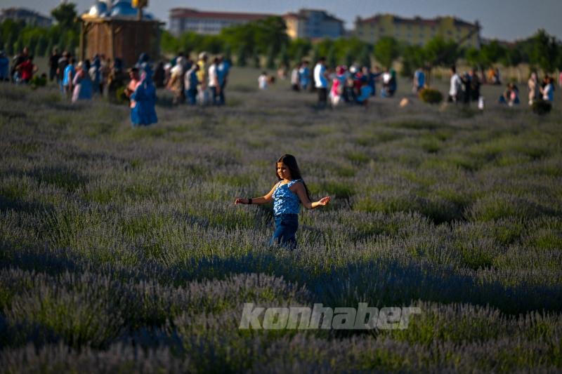 Konya ovası lavanta kokusuyla misafirlerini ağırlıyor