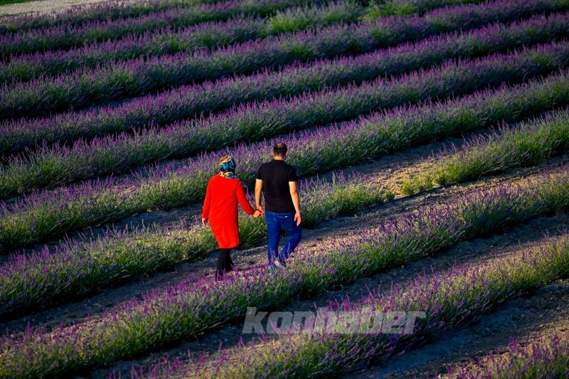 Konya ovası lavanta kokusuyla misafirlerini ağırlıyor