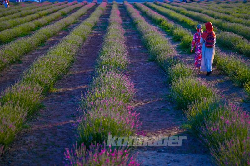 Konya ovası lavanta kokusuyla misafirlerini ağırlıyor