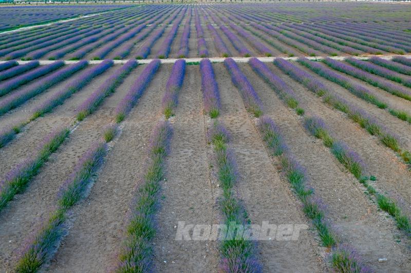 Konya ovası lavanta kokusuyla misafirlerini ağırlıyor