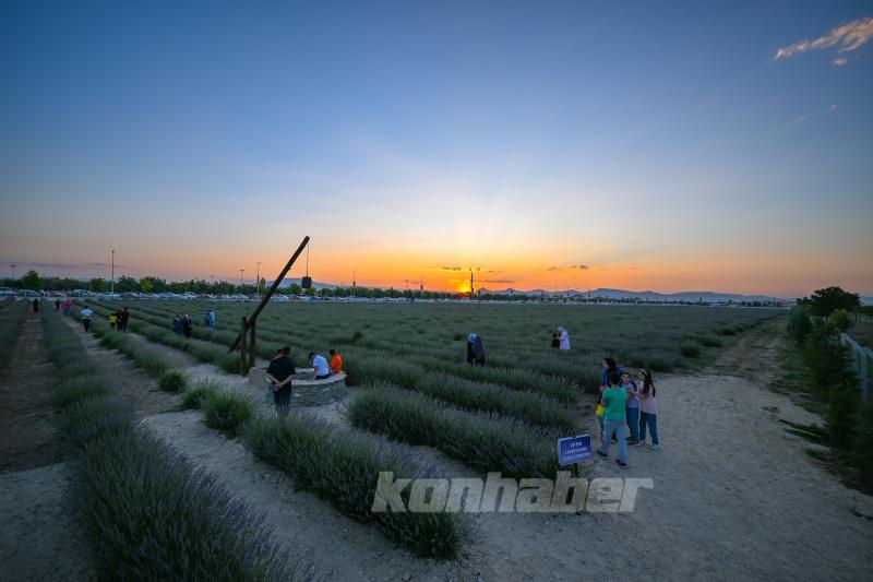 Konya ovası lavanta kokusuyla misafirlerini ağırlıyor