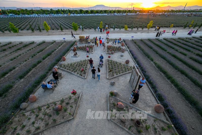 Konya ovası lavanta kokusuyla misafirlerini ağırlıyor