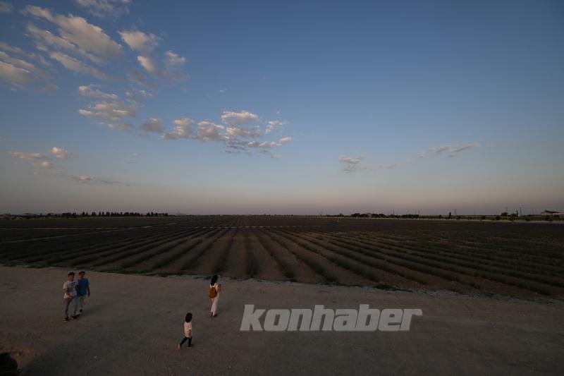 Konya ovası lavanta kokusuyla misafirlerini ağırlıyor
